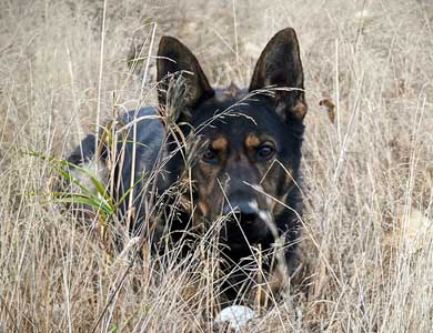 Chien qui cashe