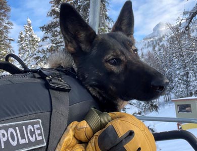 Chien joue dans la neige